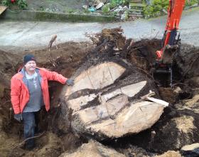 Tree stump excavation and removal in Victoria BC