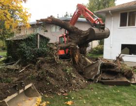 Excavation of tree stump and concrete sidewalk in Victoria BC