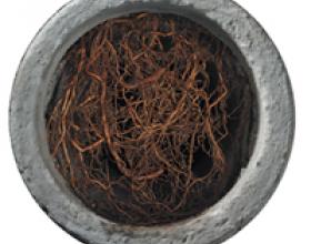 Tree roots in septic pipe in Victoria BC