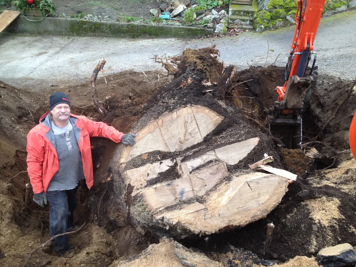 Tree stump removal with excavator