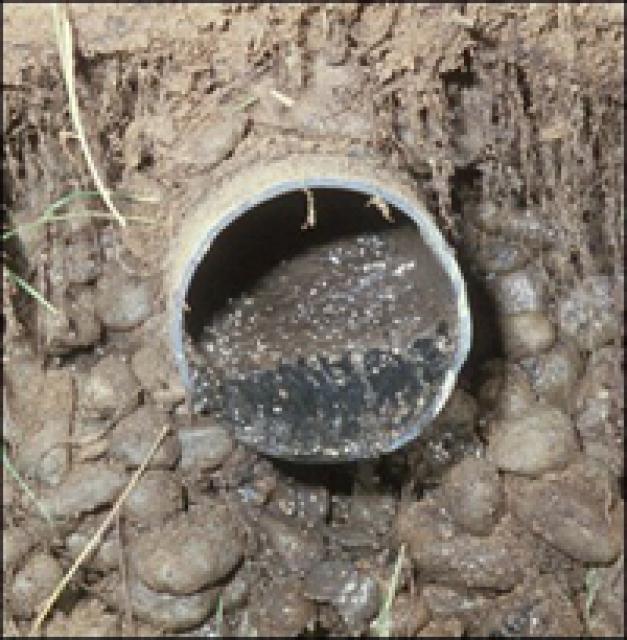 How To Get Rid Of Drain Flies