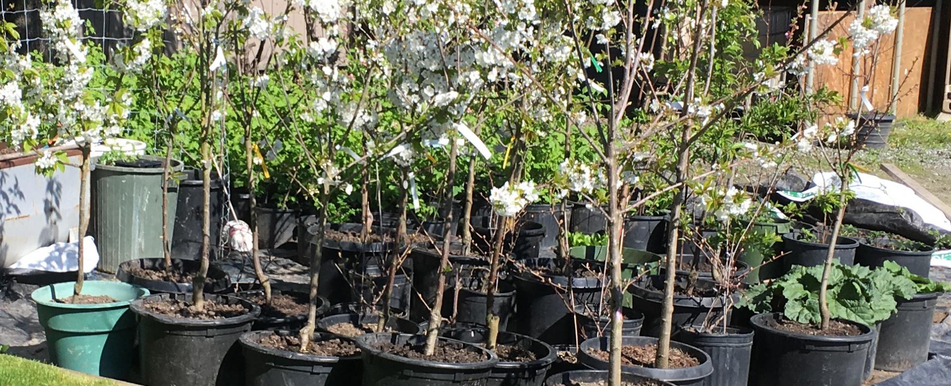 site one landscape supply store 225